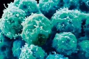 چاپ مقاله ایمپکت 3 در مجله Stem Cells International